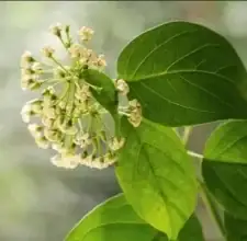 Green Tea Leaf Extract